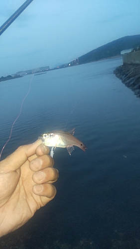 ネンブツダイの釣果