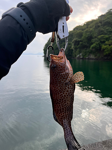 オジサンの釣果