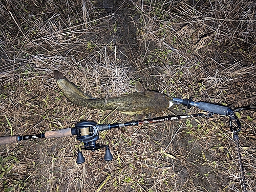 マナマズの釣果