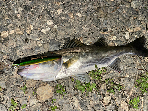 フッコ（マルスズキ）の釣果