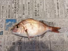 マダイの釣果