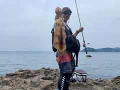 アオリイカの釣果