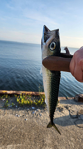 サバの釣果