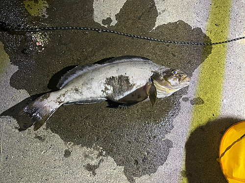 アブラコの釣果