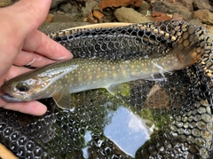 イワナの釣果