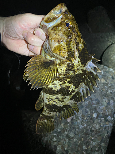 タケノコメバルの釣果