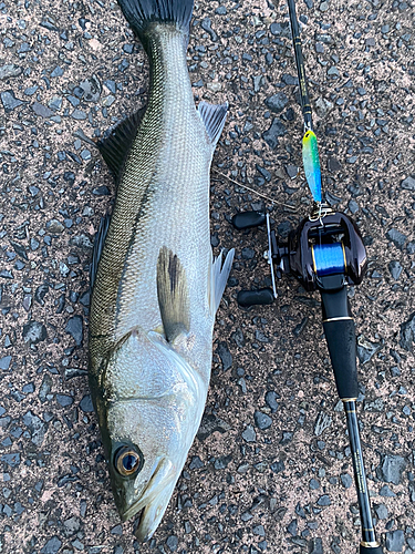 シーバスの釣果