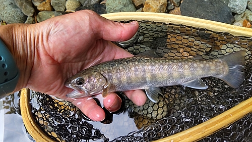 イワナの釣果