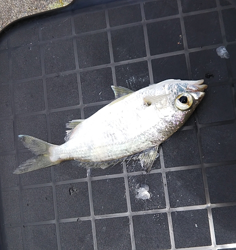 ミナミクロサギの釣果