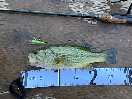 ブラックバスの釣果