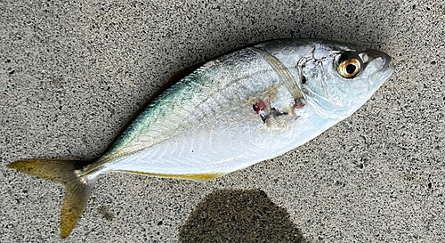 シマアジの釣果