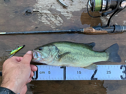 ブラックバスの釣果