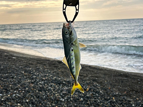 ワカシの釣果