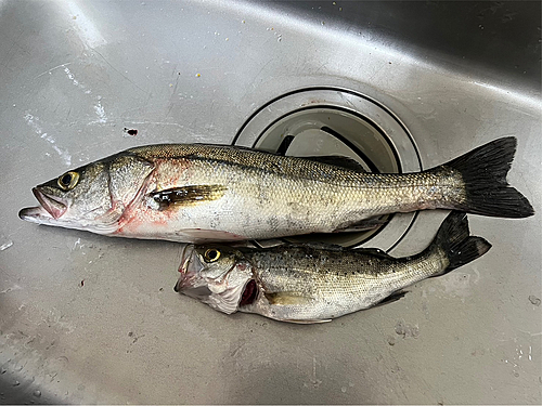 セイゴ（タイリクスズキ）の釣果