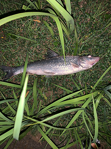 ニゴイの釣果