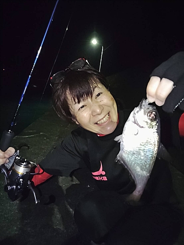 ハタンポの釣果