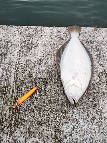 ヒラメの釣果