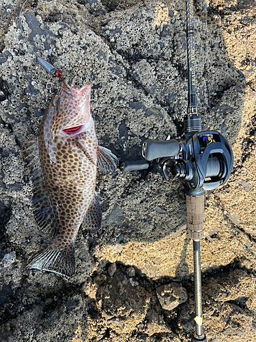 オオモンハタの釣果