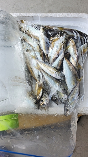 アジの釣果