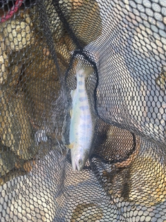 ヤマメの釣果