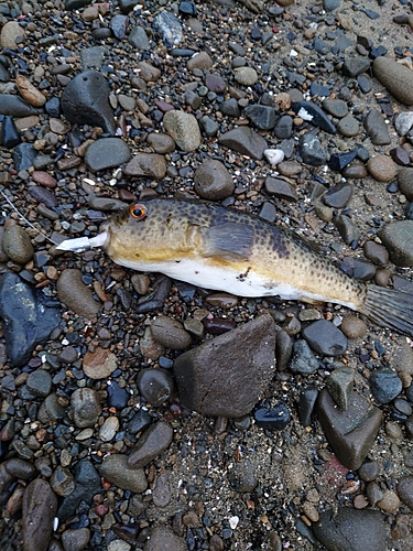 フグの釣果