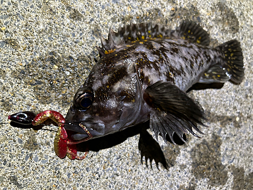 ハチガラの釣果