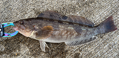 アイナメの釣果