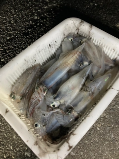 ケンサキイカの釣果