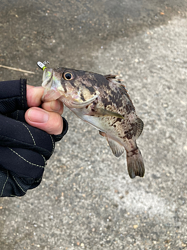 クロソイの釣果