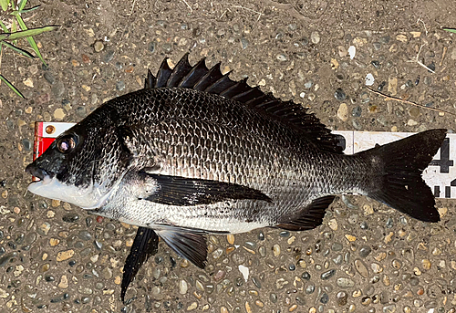 クロダイの釣果