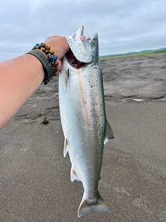 サクラマスの釣果