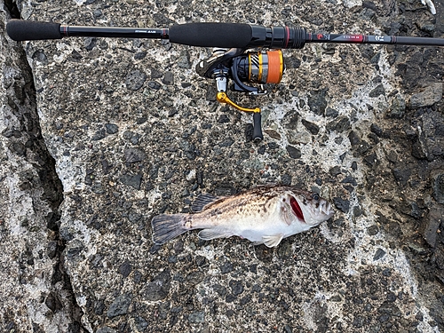 クロソイの釣果