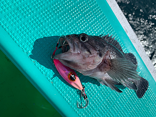 マゾイの釣果