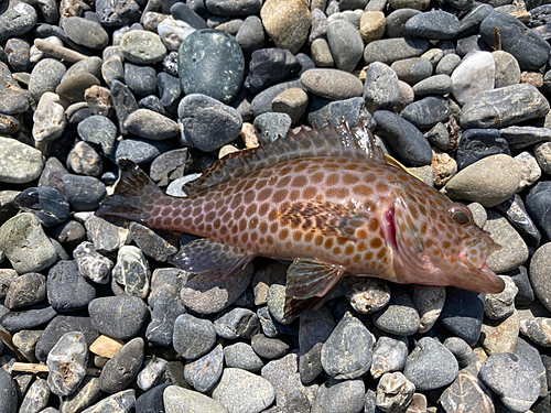 オオモンハタの釣果