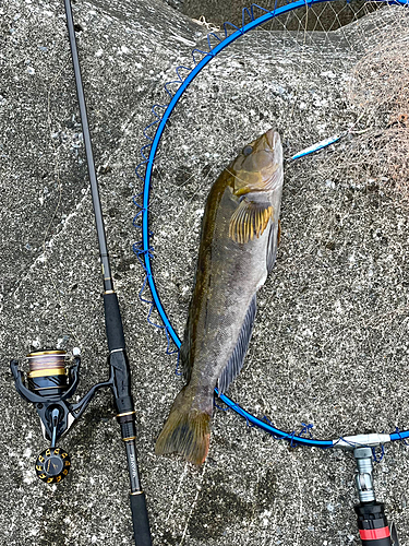 アイナメの釣果