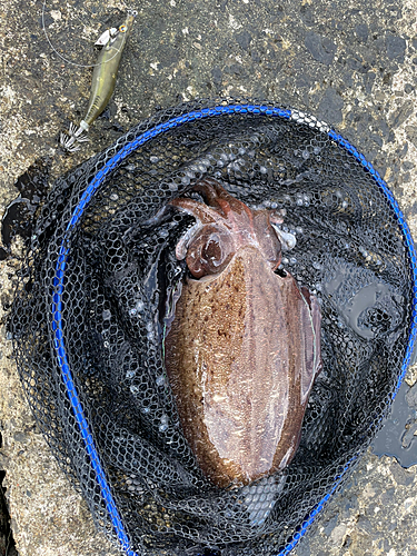 コウイカの釣果