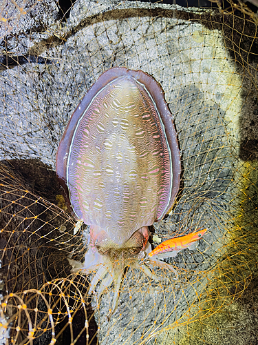 コウイカの釣果