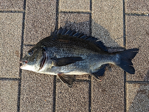 クロダイの釣果