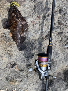 ハチガラの釣果