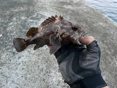 ムラソイの釣果