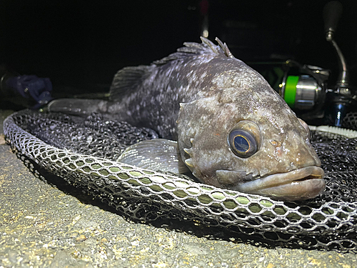 クロソイの釣果