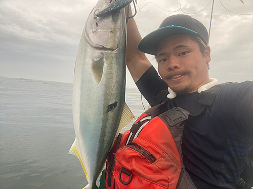 ブリの釣果