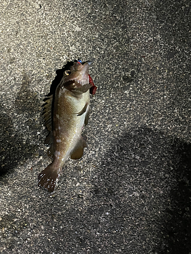 ガヤの釣果