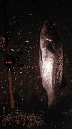 シーバスの釣果