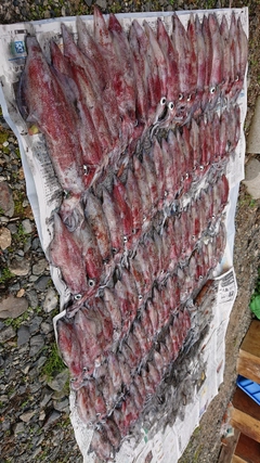 ケンサキイカの釣果