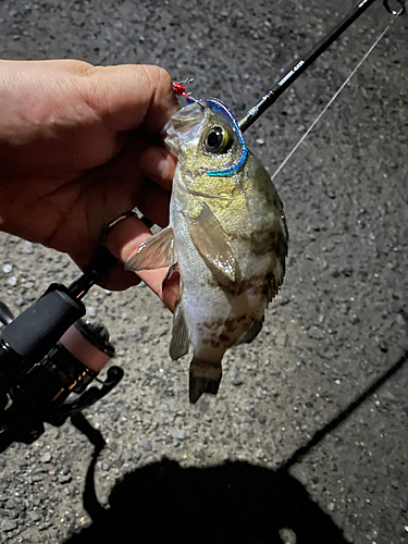 クロメバルの釣果