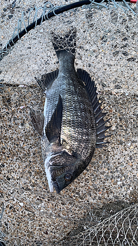 クロダイの釣果