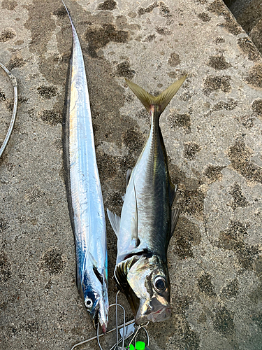 タチウオの釣果