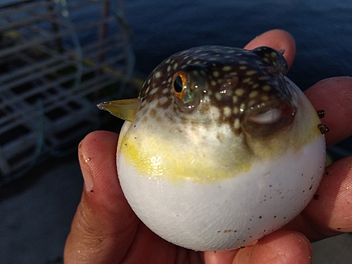 クサフグの釣果