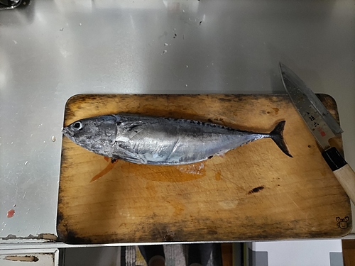 マルソウダの釣果